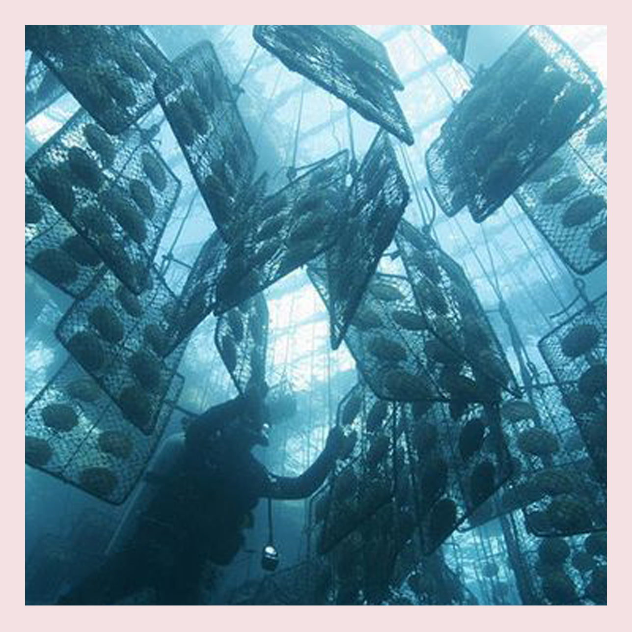 The Art of Pearl Cultivation